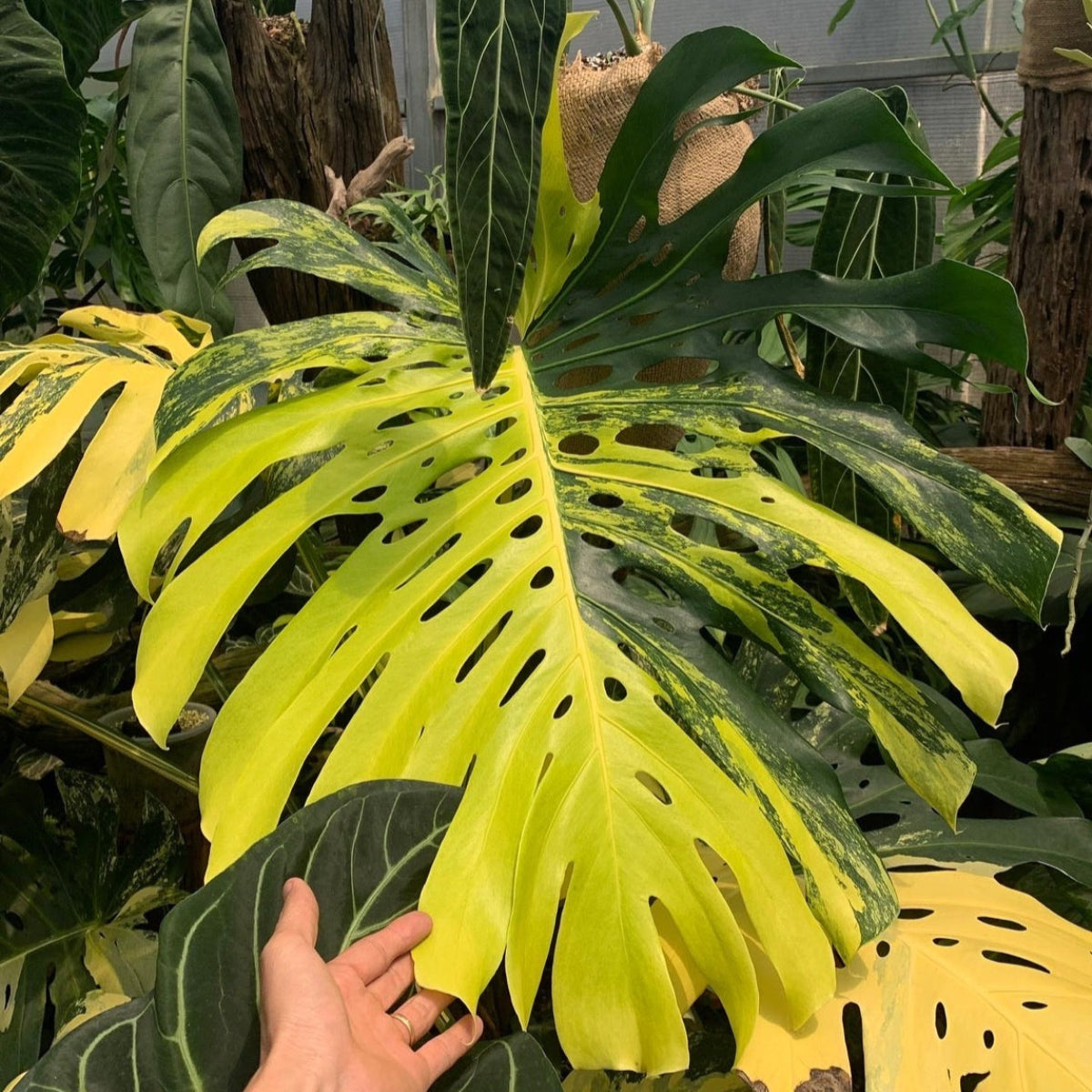 超希少】モンステラ デリシオーサ イエローマリリン 大株トップカット