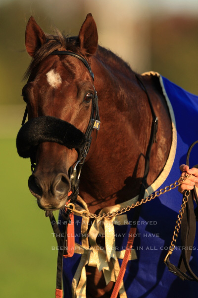 第28回（2008年）ジャパンカップ回顧 M.デムーロ騎乗・スクリーン