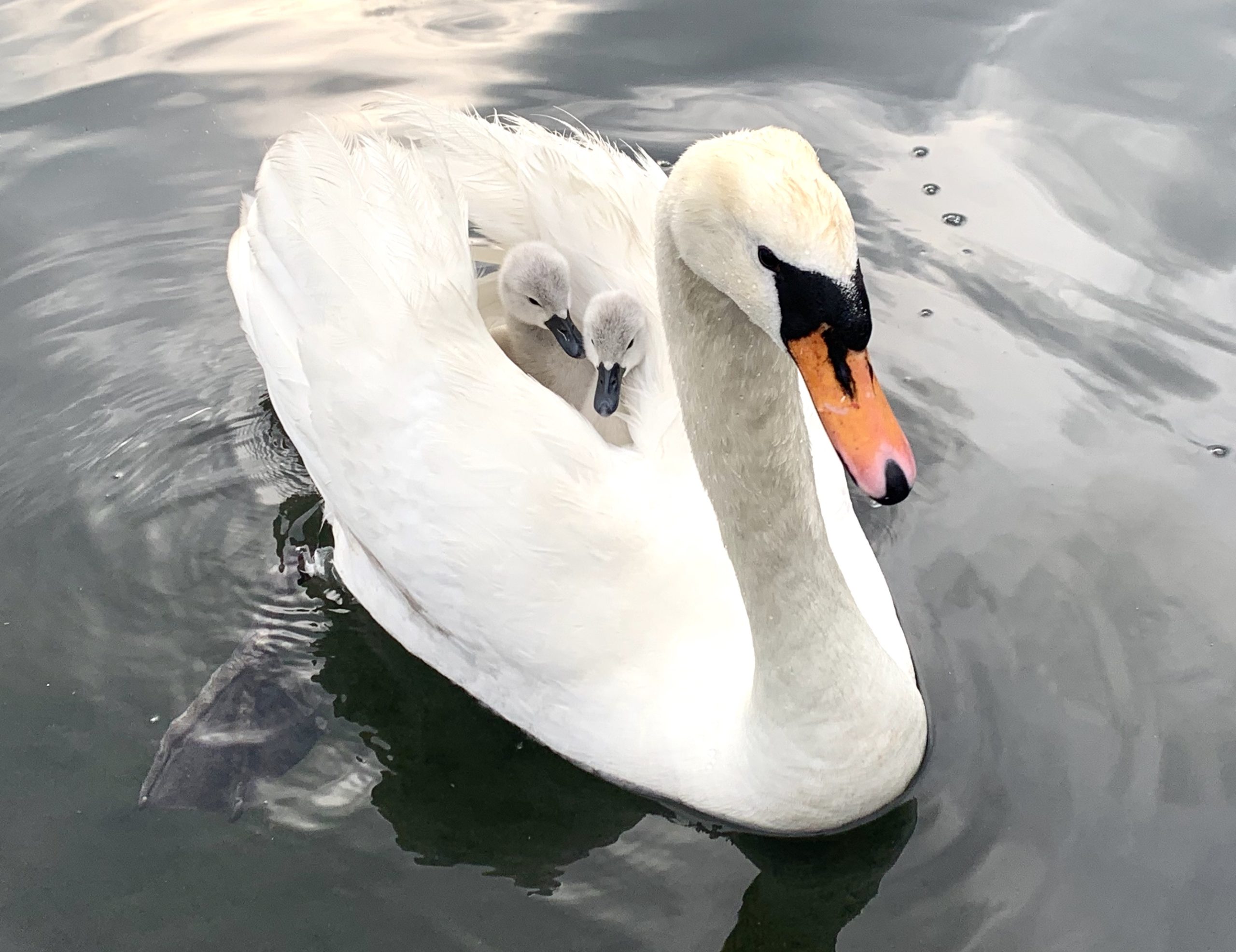 当日予約OK！】遊覧スワンボート＆コーヒーカップボート、遊覧