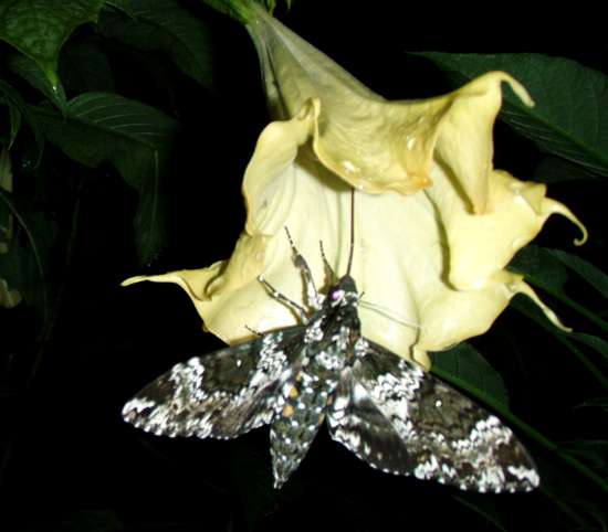 Slurping away on an Angel Trumpet