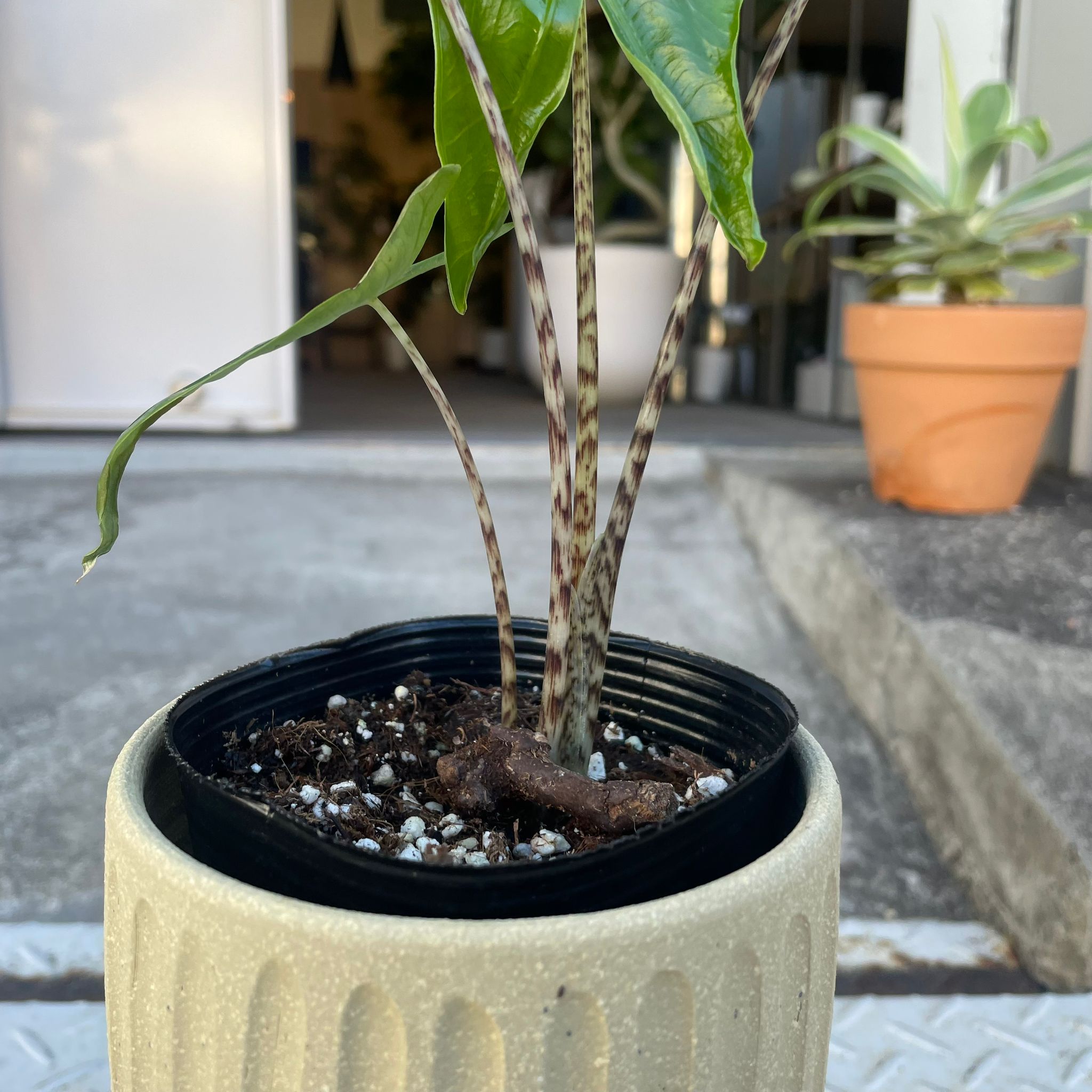 アロカシア ゼブリナ I インドアプランツ I プラントソサエティ 180539