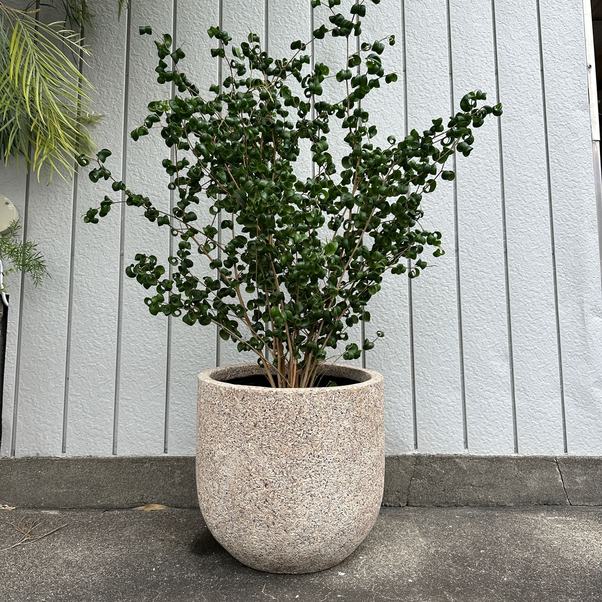 黄鍛泥 植木鉢 祐太郎造 送料込み260125 ThePlantSociety_970.jpg?v=