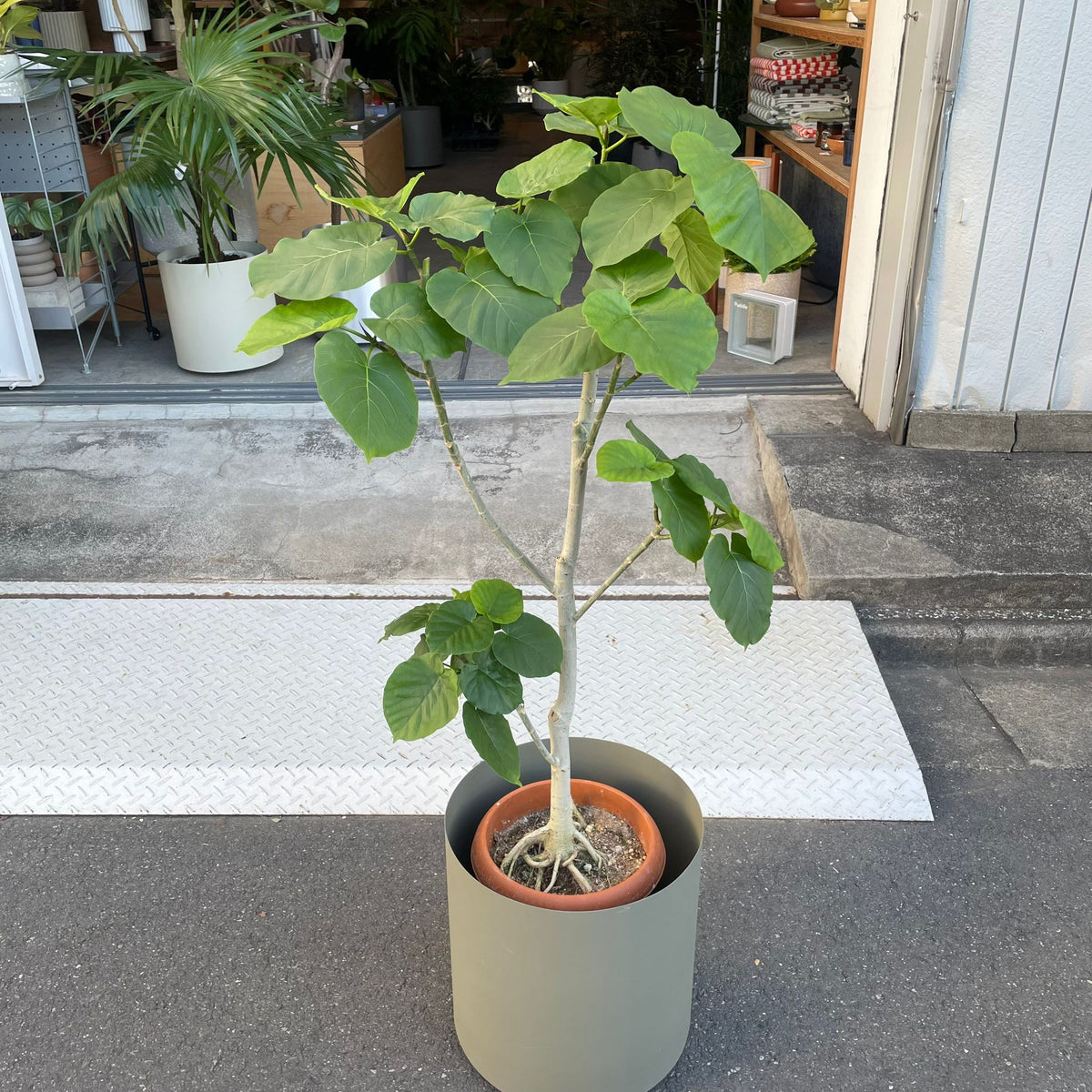 フィカス ウンベラータ I インドアプランツ I プラントソサエティ