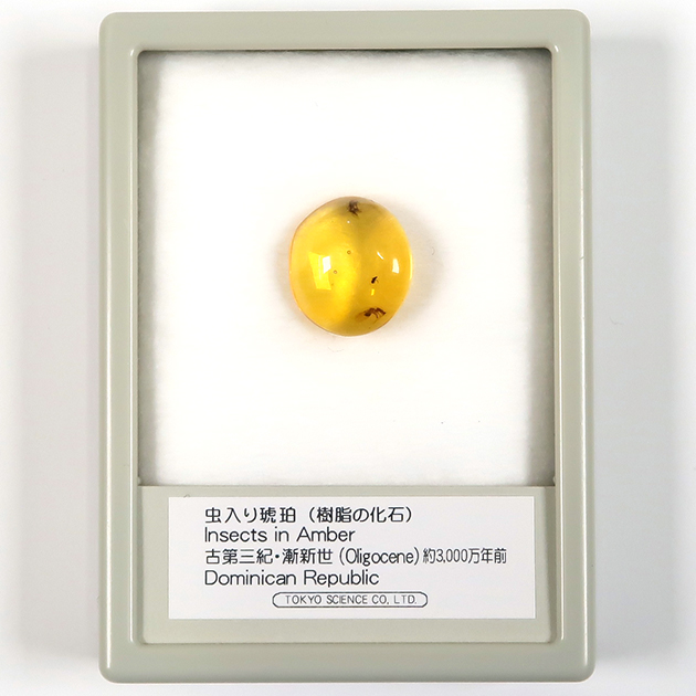 虫入り琥珀（Insects in Amber）｜化石販売・鉱物販売の東京サイエンス