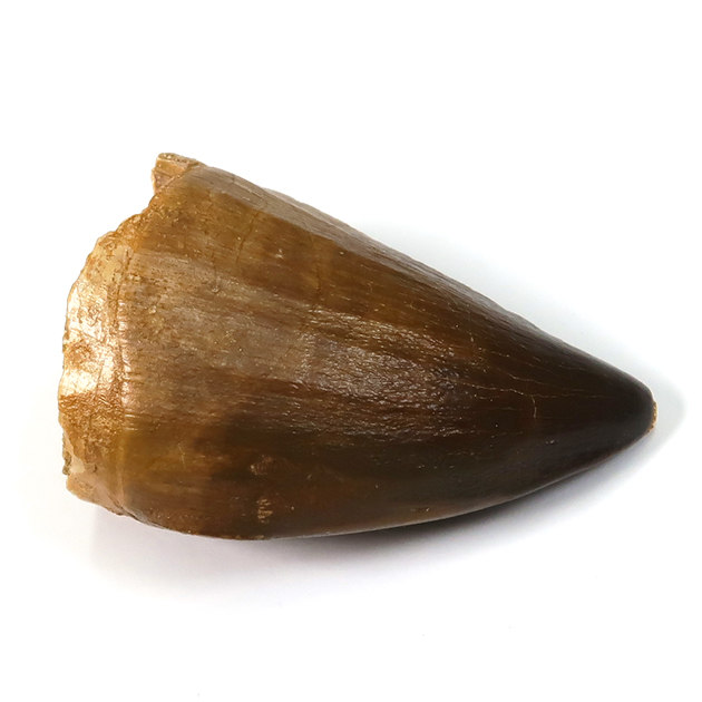 モササウルスの歯（Mosasaurus）｜化石販売・鉱物販売の東京サイエンス