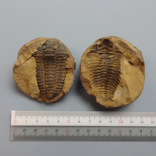 三葉虫 ノジュール（Flexicalymene）｜化石販売・鉱物販売の東京サイエンス
