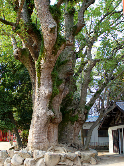 長田神社のクスノキ