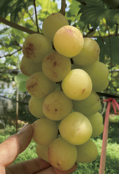 昭峰®／新発売品種／農業生産法人 株式会社植原葡萄研究所