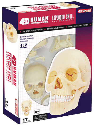 1/2頭蓋骨解剖モデル EXPLODED SKULL（人体解剖模型・立体パズル 4D