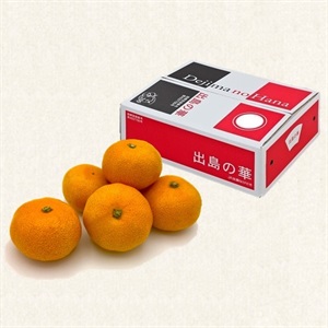 長崎みかん「出島の華」5kg 12月中旬発送開始 | 全農食品オンライン