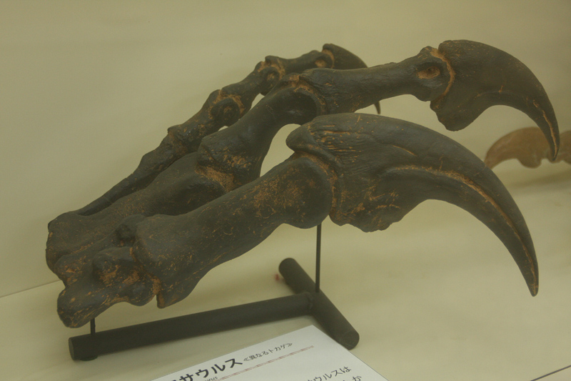 アロサウルス フットクロウ かぎ爪 化石標本 肉食恐竜 獣脚類 1499