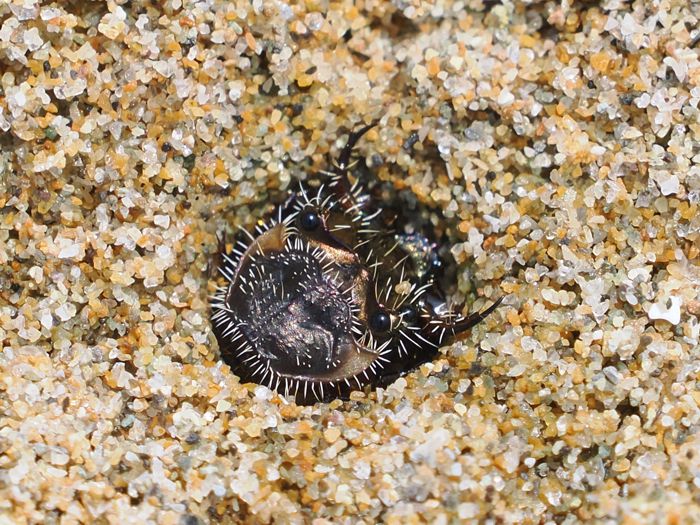 イカリモンハンミョウ