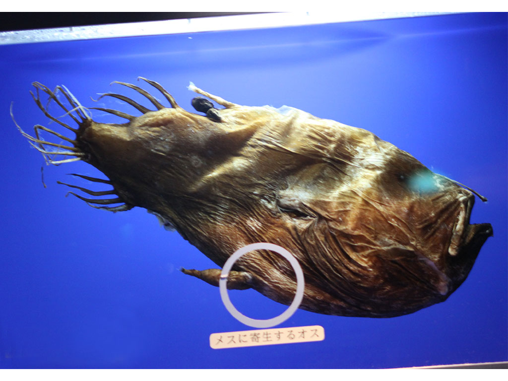 ミツクリエナガチョウチンアンコウ科(Ceratiidae)－ミツクリエナガ