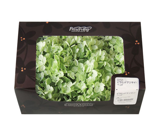 大地農園・ピラミッドアジサイ・クリアグリーン | プリザーブド