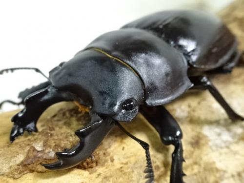 ヤエヤママルバネクワガタ 野外品 58mm 51mm ペア ヤエヤマ