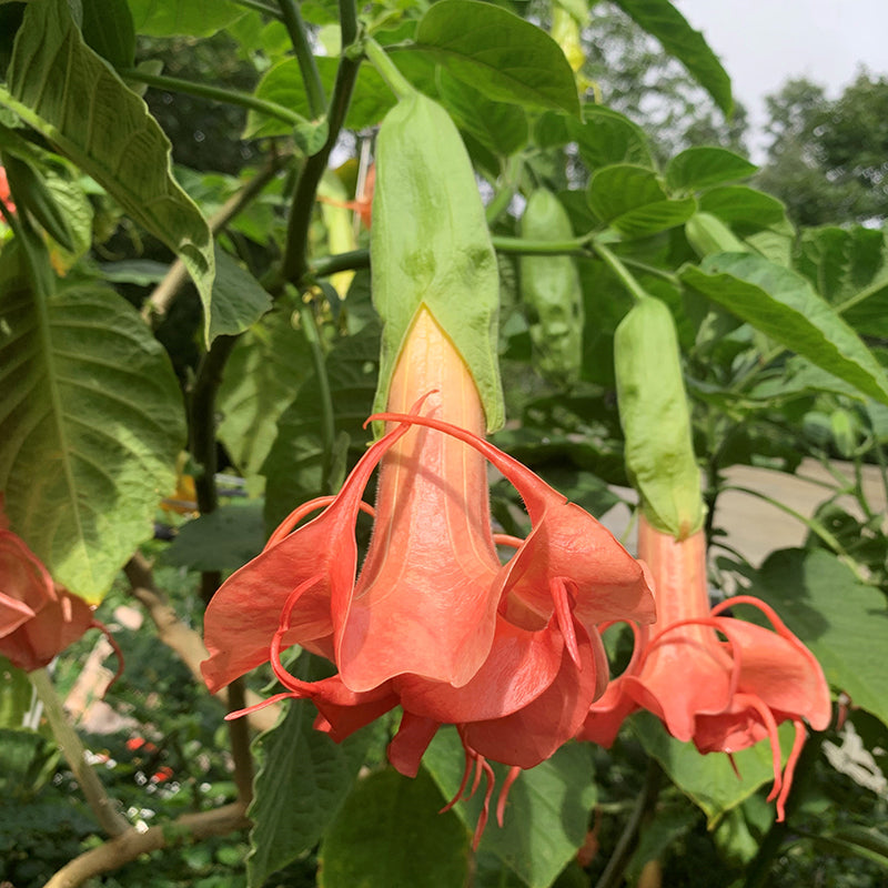 Angel's Trumpet 'Mitzy's Kiss' For Sale – Logee's Plants