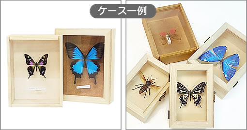 オオクジャクアゲハ , 蝶の標本 販売・通販のNatureShop|モルフォや