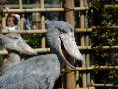 ハシビロコウ（嘴広鸛）