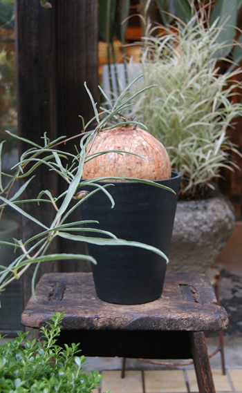 イポメア ボルシアーナ - Collection : コレクション - NEO GREEN