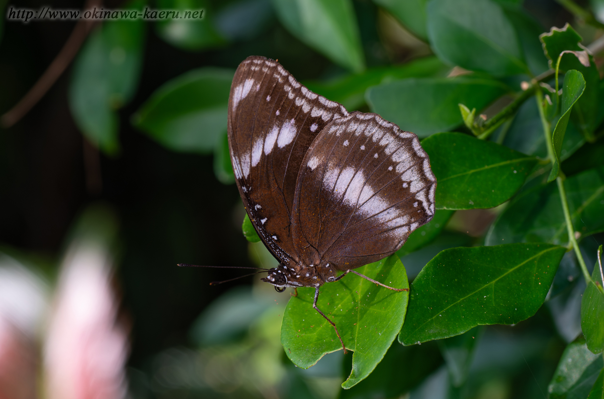 リュウキュウムラサキ Hypolimnas bolina 沖縄の昆虫 おきなわカエル商会