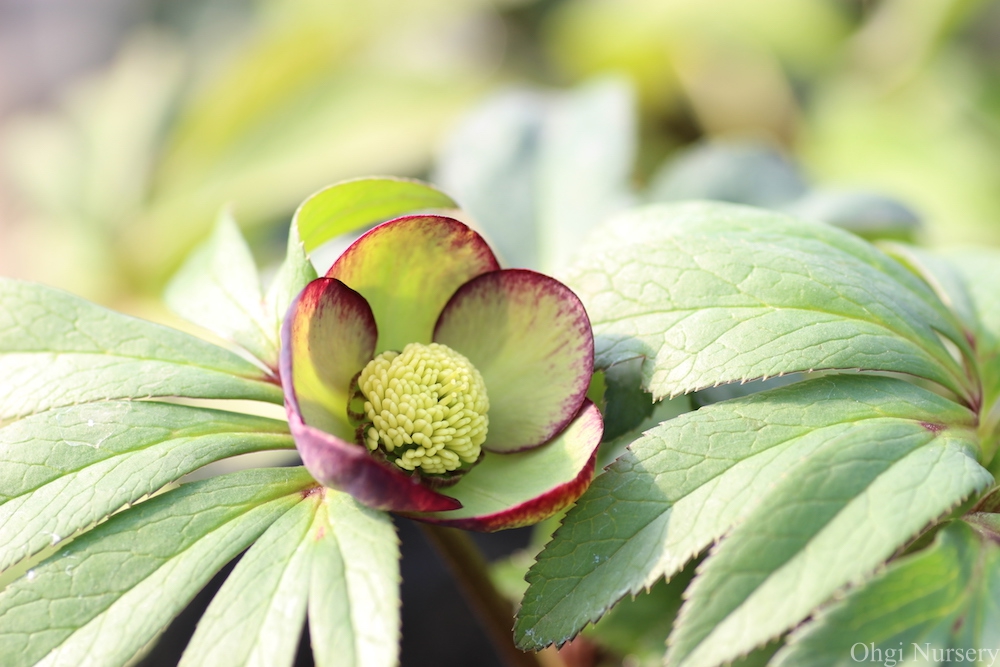 Gallery – Helleborus | Ohgi Nursery