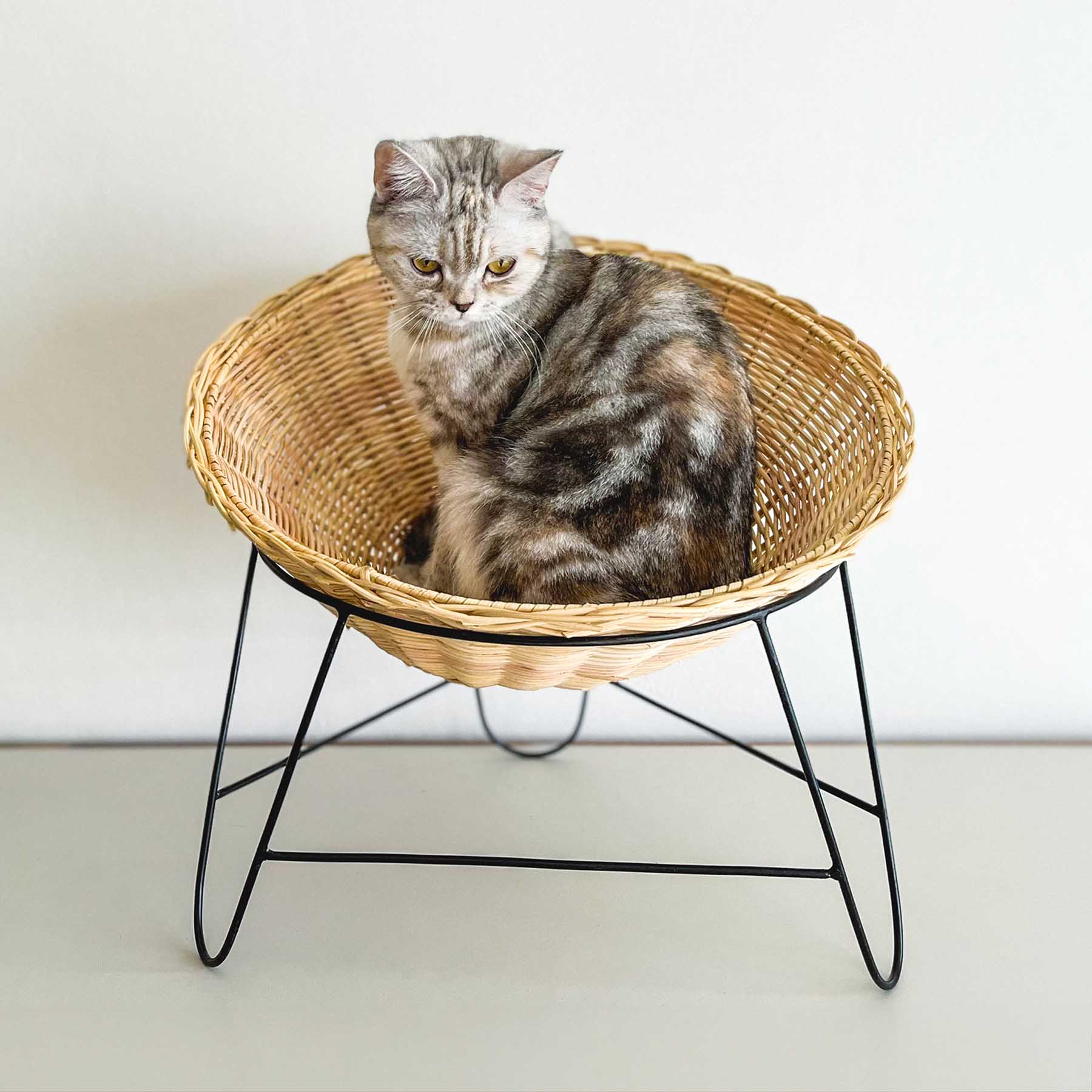 coricci 猫と椅子と 50 x 70cm coricci 猫と椅子と 50 x 70cm coricci