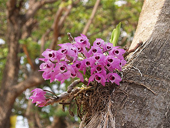 ミャンマーの野生ラン Wild Orchids in Myanmar Dr. Yoshitaka Tanaka