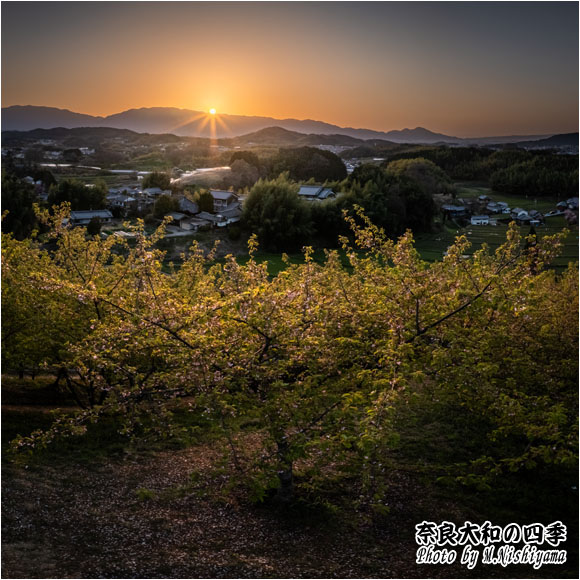 奈良大和の四季 2024年3月新作