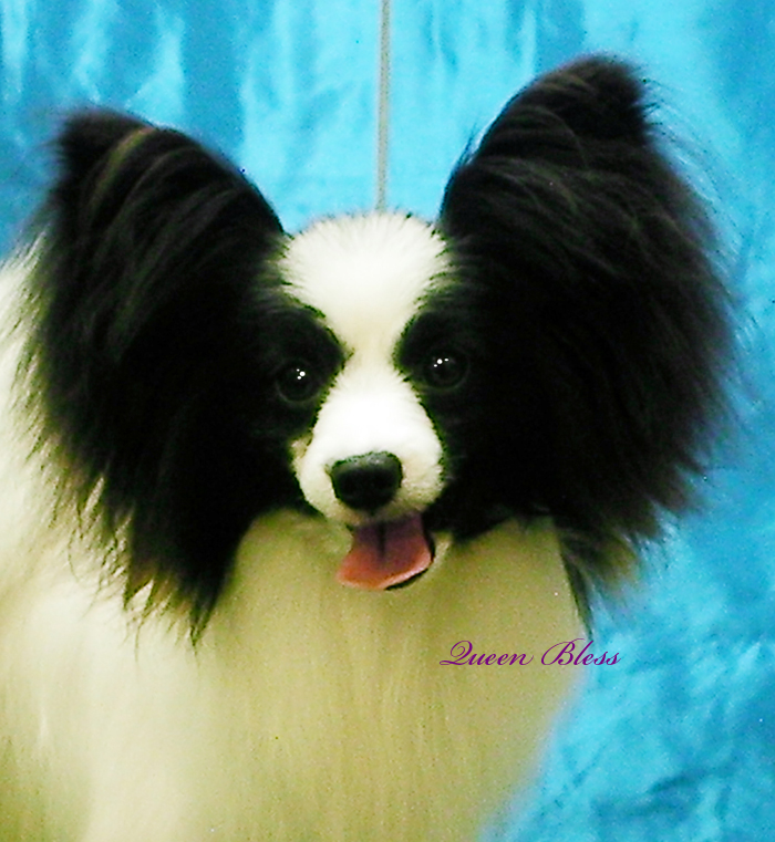 パピヨン トップブリーダー ：ショードッグ男の子集☆Queen Bless