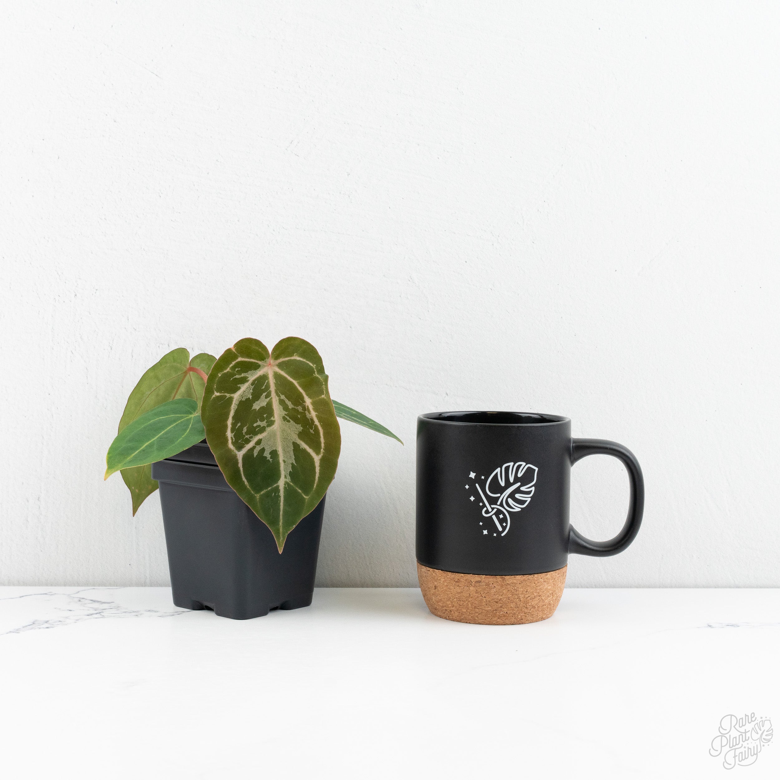 Anthurium F2 x Carlablackiae by DocBlock® (wk9-UN) *Blister