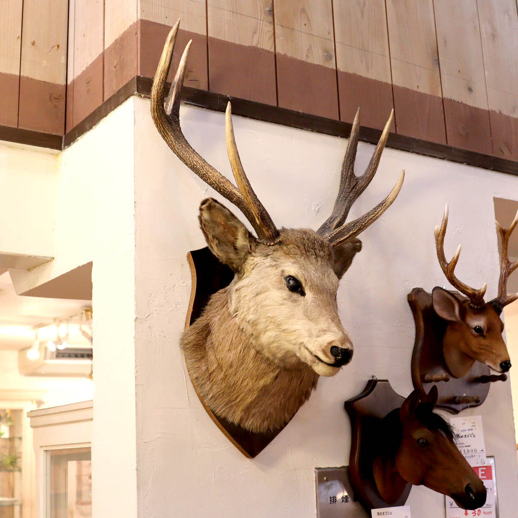ノロジカハンティングトロフィー頭骨鹿の角剥製アンティーク雑貨チーク