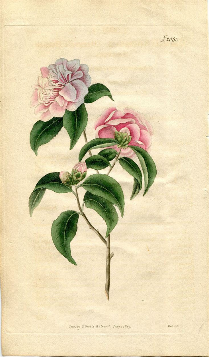 1819年 Curtis Botanical Magazine No.2080 ツバキ科 ツバキ属