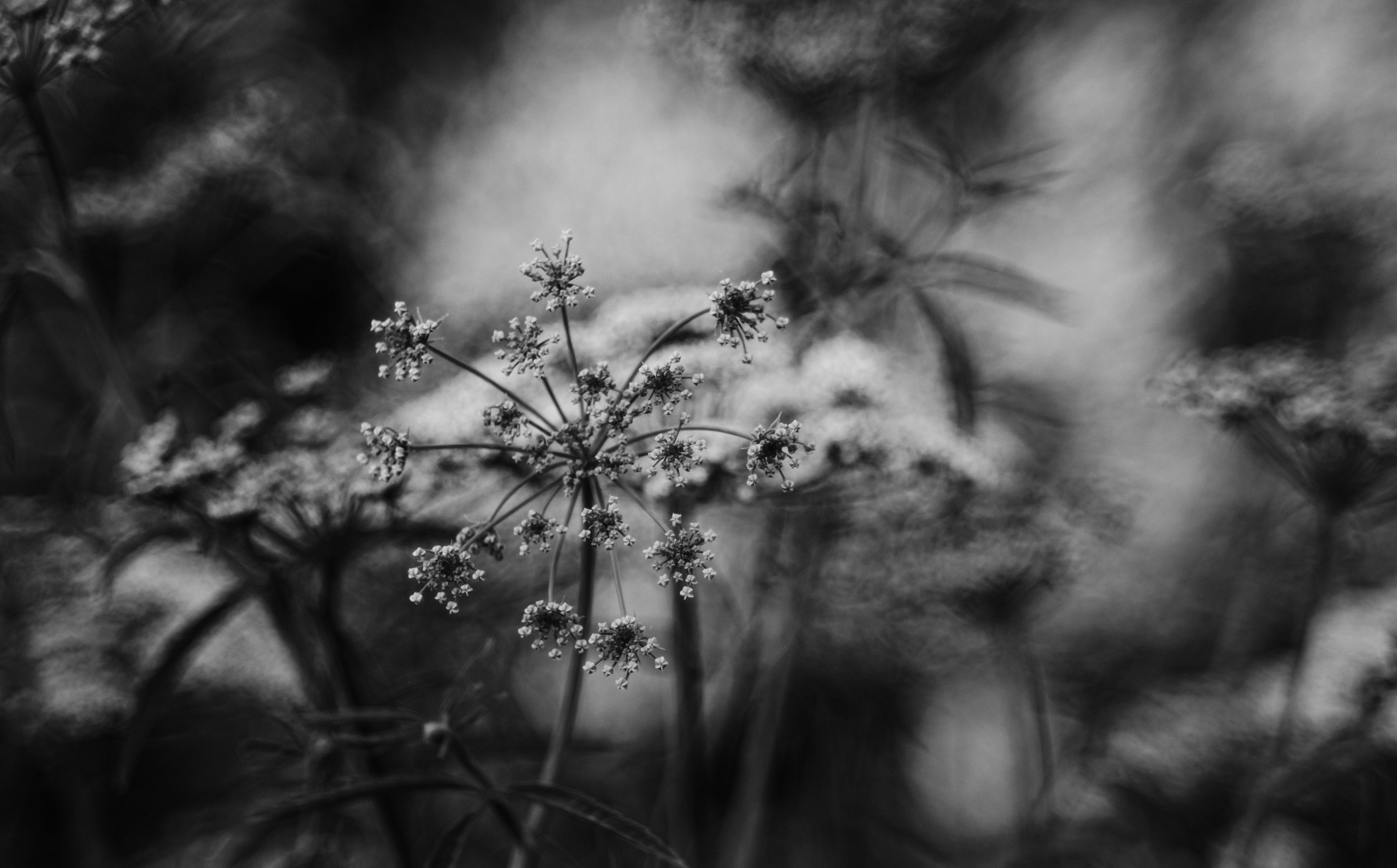 Fujinon 55mm f2.2 Review, a Bokeh Monster - aarondesigns.org