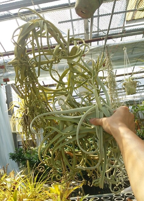 チランジア ドラティ 特大サイズ〜輸入からおよそ10年物〜 | 希少