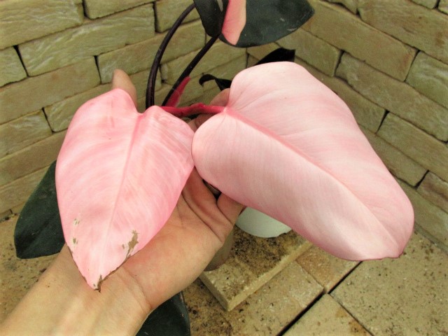 フィロデンドロン・ピンクプリンセス(P. 'Pink Princess') 極彩