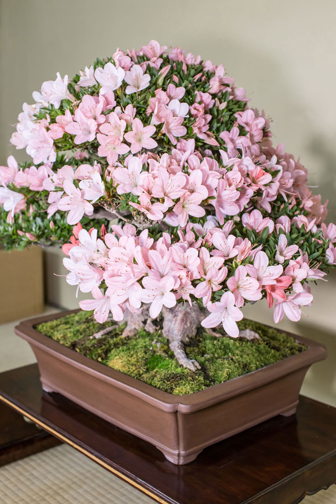 日光（にっこう）｜皐月盆栽 ｜ 盆栽芸術家・秋山実（BONSAI Artist