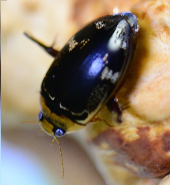 リュウキュウオオイチモンジシマゲンゴロウ Hydaticus conspersus