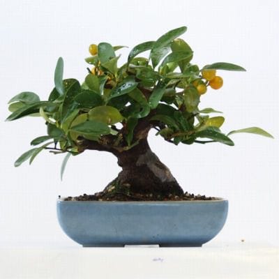 キンズ 1点もの No.111の盆栽を販売｜学べる盆栽妙 – 盆栽妙 本店