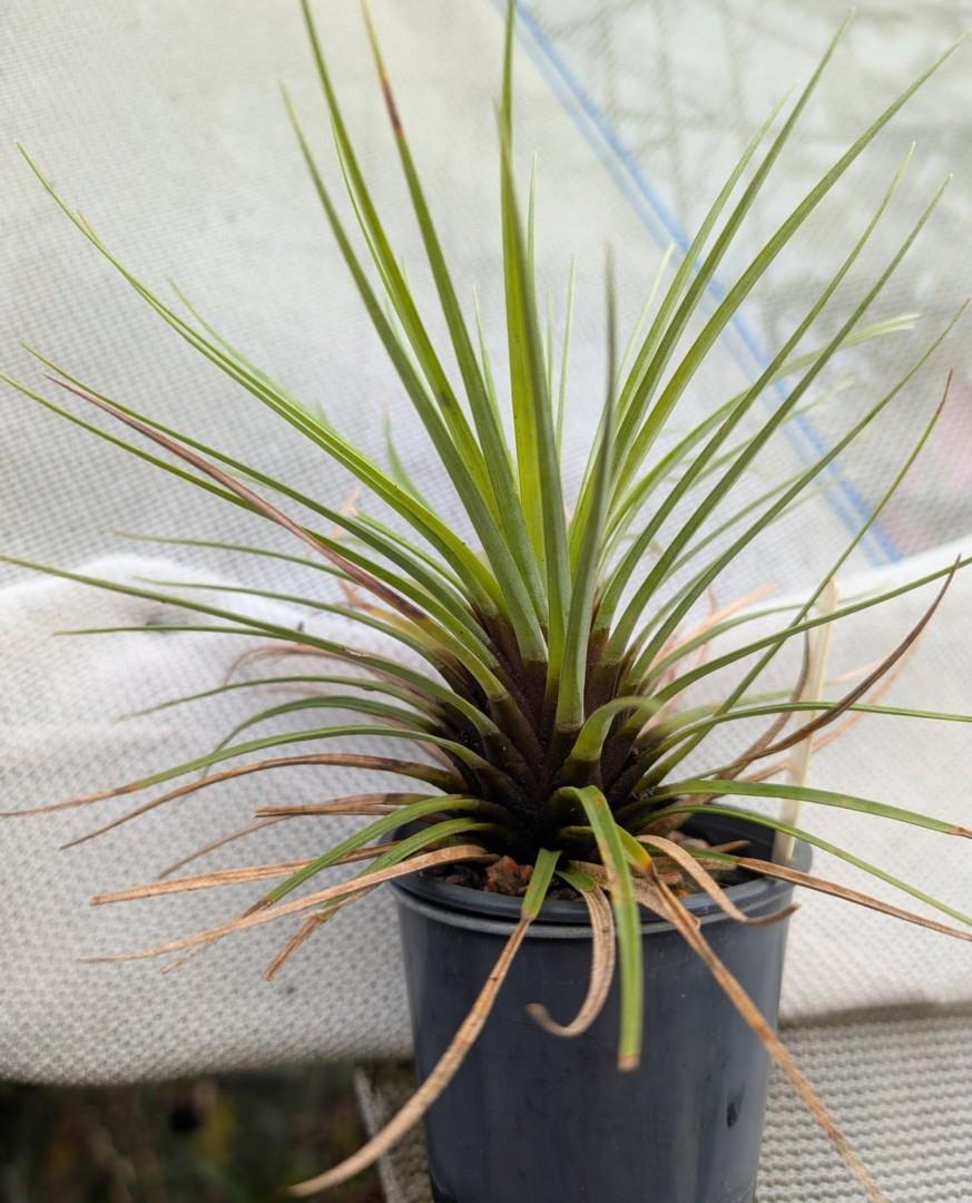 Bromeliads in Australia - Stigmatodon plurifolius