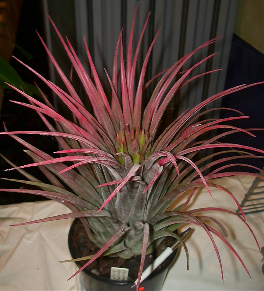 Bromeliads in Australia - Tillandsia Apretado