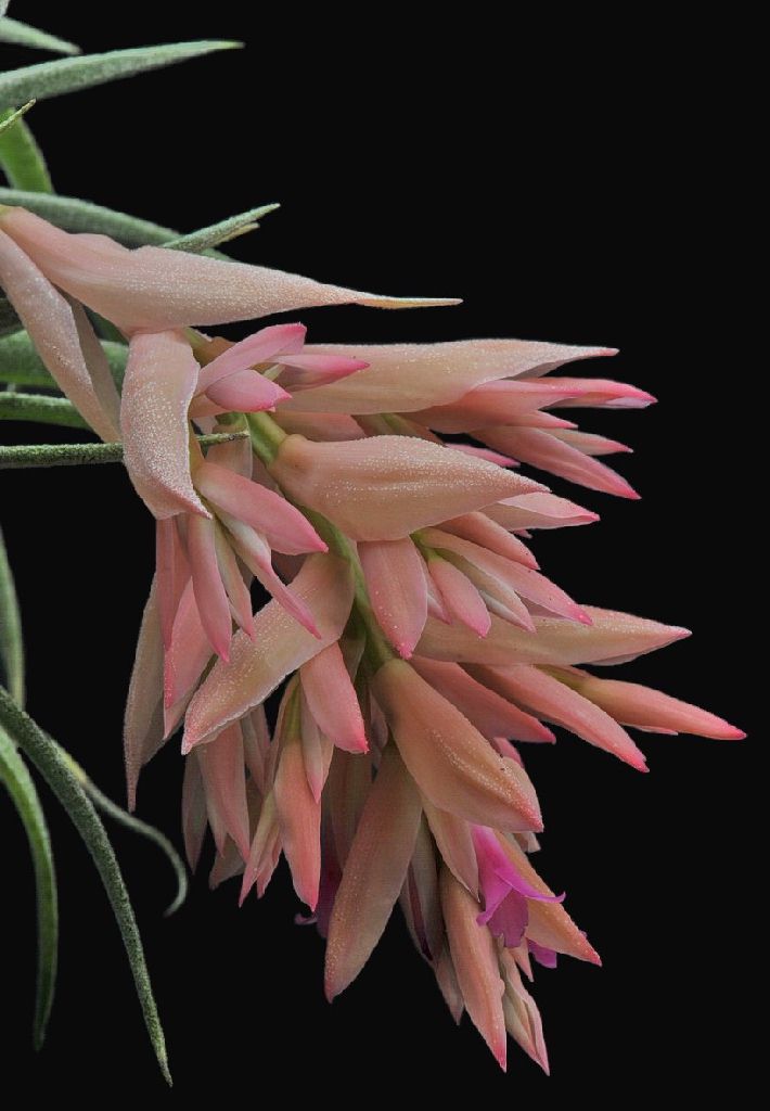 Bromeliads in Australia - Tillandsia roseiflora