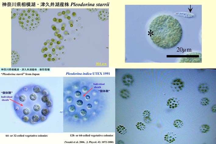 Research - 多様性起源学研究室（野崎研）