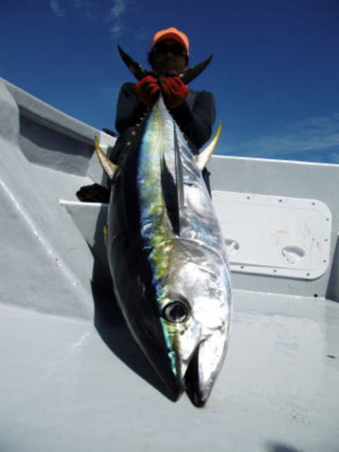 カーペンター ダムセル