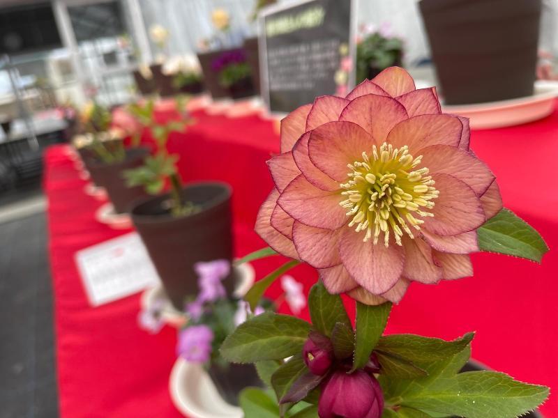 クリスマスローズ展 2026 in ひまわりの丘公園／兵庫県小野市行政サイト