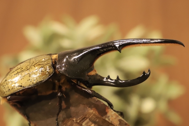 ヘラクレス？ ヘルクレス？ | 株式会社クレスキューブ