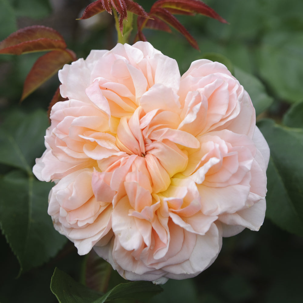 Evelyn (Aussaucer) | English Shrub Rose | David Austin Roses