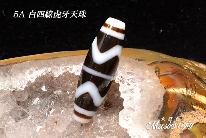 5A 最強の魔除けを得る虎の牙 【白四線虎牙天珠】 一点物 - 石川県金沢