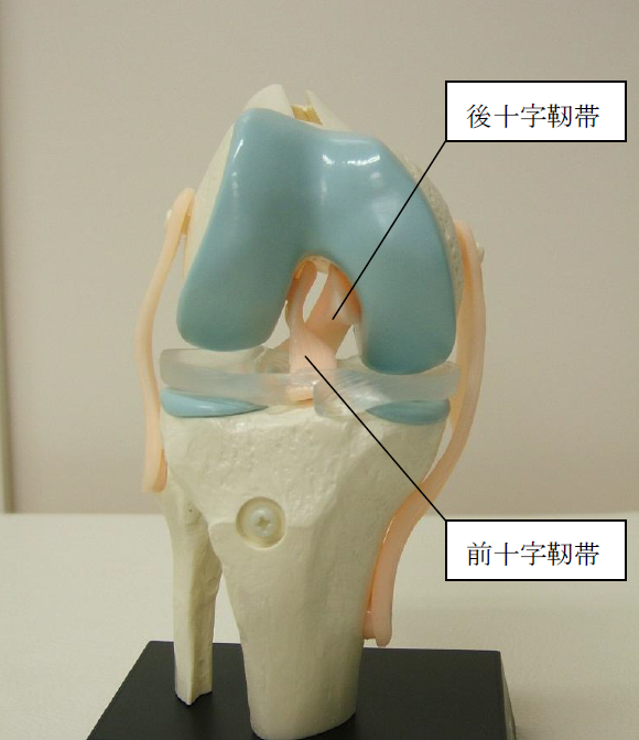 前十字靭帯再建術 - 永振クリニック整形外科・膝関節治療専門クリニック