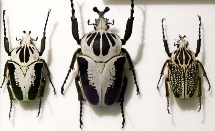 昆虫シリーズ76 世界の昆虫⑤ 世界のビックリ昆虫等 | あきた森づくり