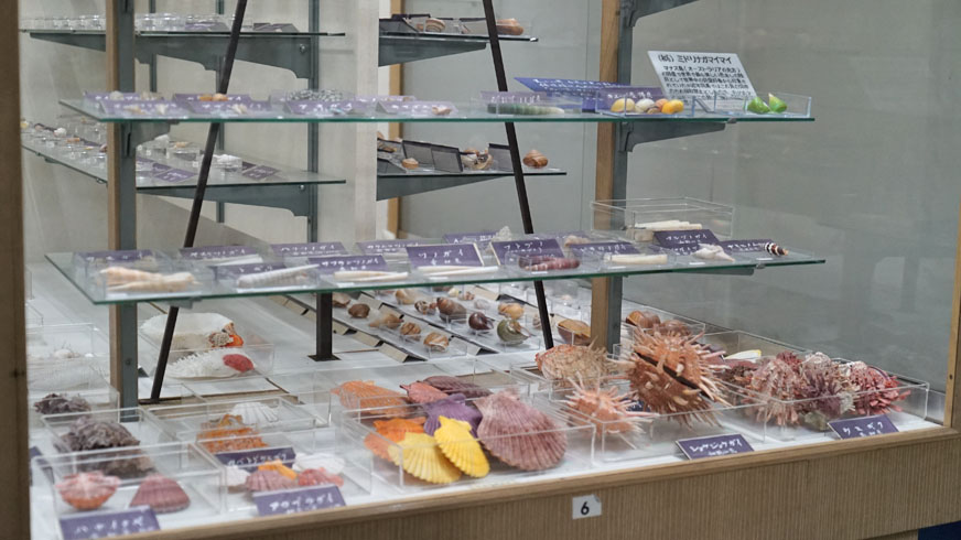 第3室 世界と日本の珍しい貝 | つやま自然のふしぎ館